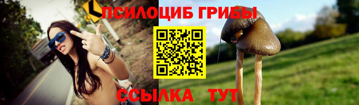 Тосно  Галлюциногенные грибы Psilocybe  Вход с VPN 